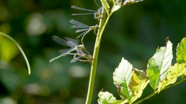 Yeşil dalda yusufçuk manzarası 