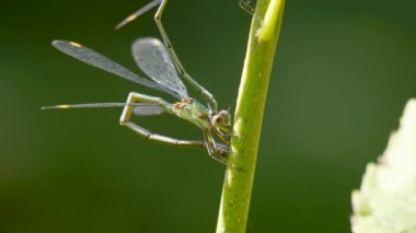 Yeşil dalda yusufçuk manzarası 
