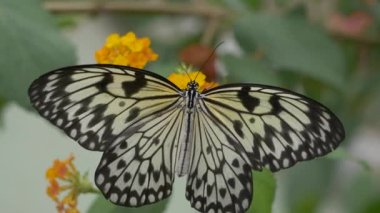 Sarı bir çiçekte güzel bir kelebek