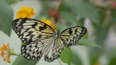 Sarı bir çiçekte güzel bir kelebek