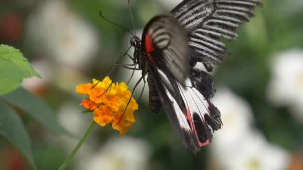 Hermosa Mariposa Una Flor Amarilla — Vídeo de stock