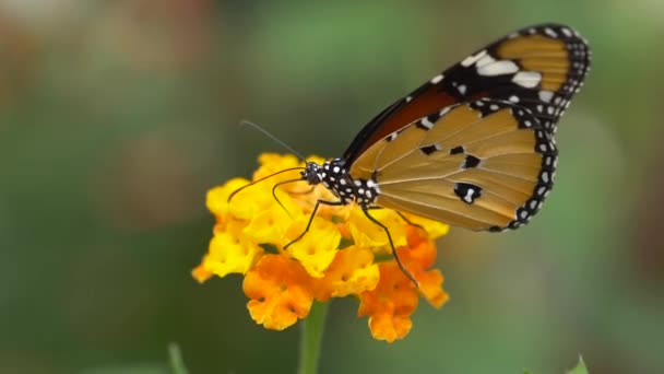Piękny Motyl Żółty Kwiat — Wideo stockowe