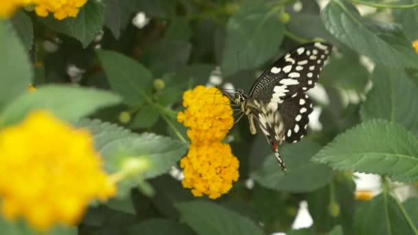 Krásný Motýl Žlutých Květinách — Stock video