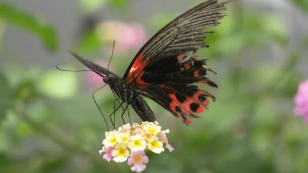 Çiçeklerdeki Güzel Kırmızı Siyah Kelebek — Stok video