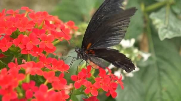 Krásný Černý Motýl Červené Květy — Stock video