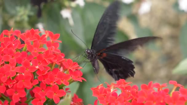 Kırmızı Çiçeklerdeki Güzel Siyah Kelebek — Stok video