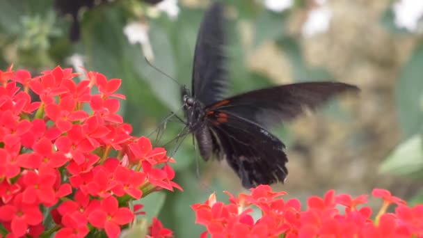 Beautiful Black Butterfly Red Flowers — Stock Video
