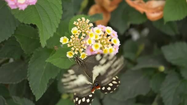 Beau Papillon Sur Fleur — Video