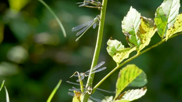 Visão Macro Libélulas Ramo Verde — Vídeo de Stock