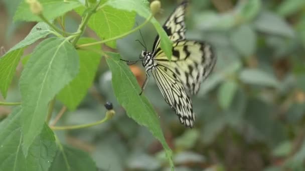 Красива Метелик Листі — стокове відео
