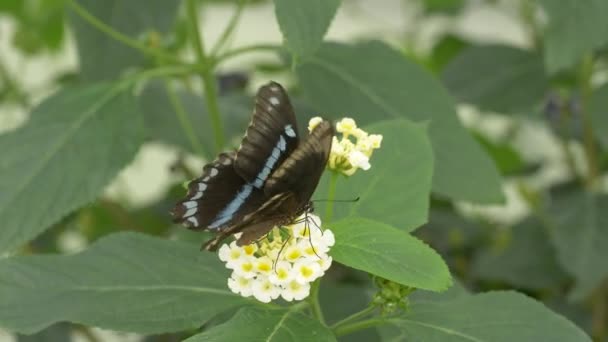 Krásný Černý Motýl Květině — Stock video