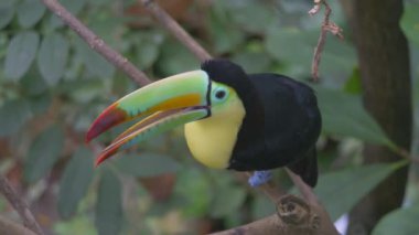 Bir kuş omurga galı tukanına (Ramphastos sülfuratus) yakın çekim)