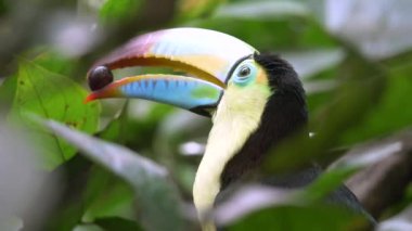 Bir kuş omurga galı tukanına (Ramphastos sülfuratus) yakın çekim)