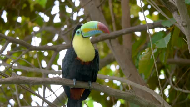 Nahaufnahme Eines Kielschnalligen Tukanes Ramphastos Sulfuratus — Stockvideo