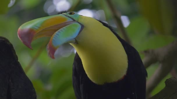 Close Van Een Vogelkielsnaveltoekan Ramphastos Sulfuratus — Stockvideo