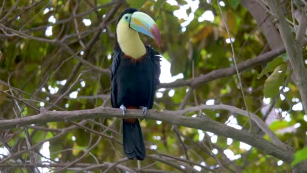 Perto Tucano Bico Pássaro Ramphastos Sulfuratus — Vídeo de Stock