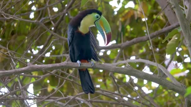 Egy Szárnyasfejű Tukán Ramphastos Sulfuratus Közelsége — Stock videók