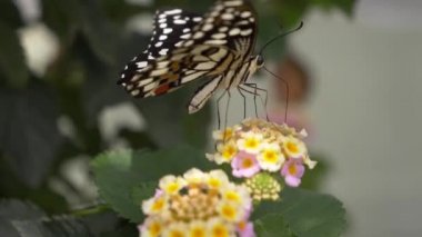 Çiçeklerdeki güzel kelebek