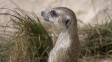 Vahşi hayatta şirin mirketlere yakın çekim