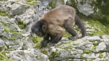 Kahverengi kapuçin maymunu (Cebus apella) buzlu.