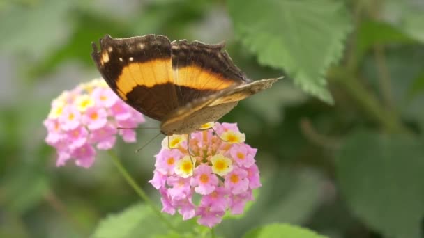 Krásný Motýl Květinách — Stock video