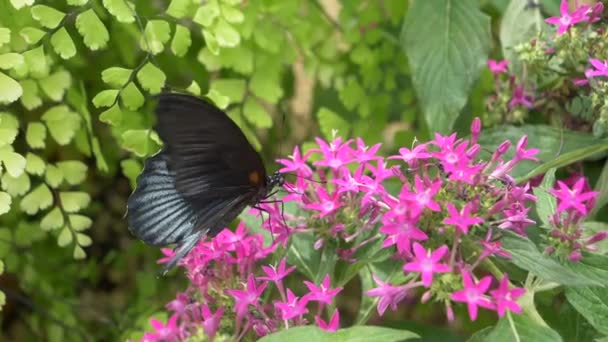 Negro Hermosa Mariposa Flores — Vídeos de Stock