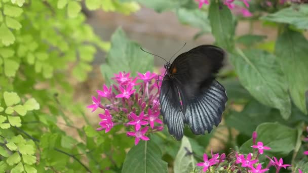 Negro Hermosa Mariposa Flores — Vídeo de stock