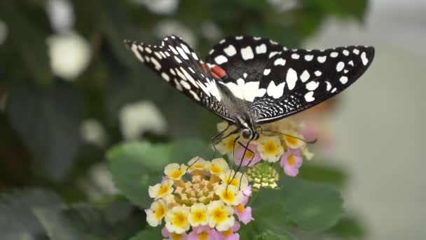 Mooie Vlinder Bloemen — Stockvideo