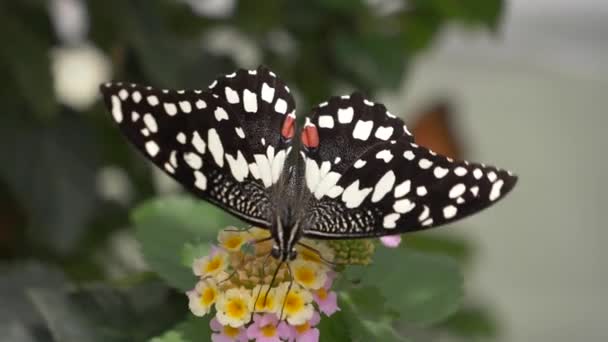 Mooie Vlinder Bloemen — Stockvideo