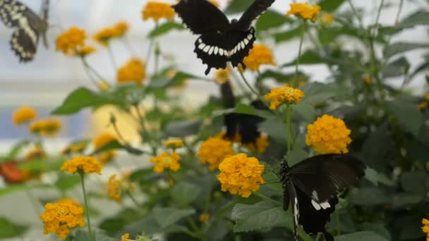 Hermosa Mariposa Sobre Flores Amarillas — Vídeo de stock