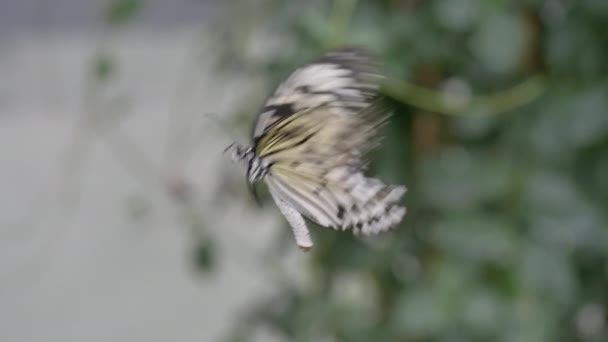 Hermosa Mariposa Vuelo — Vídeo de stock