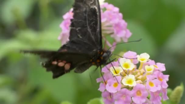 Hermosa Mariposa Negra Sobre Flores Rosadas — Vídeos de Stock