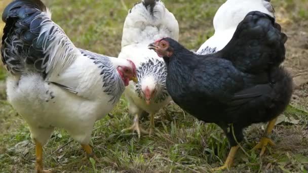 国内の養鶏場では黒と白の鶏が — ストック動画
