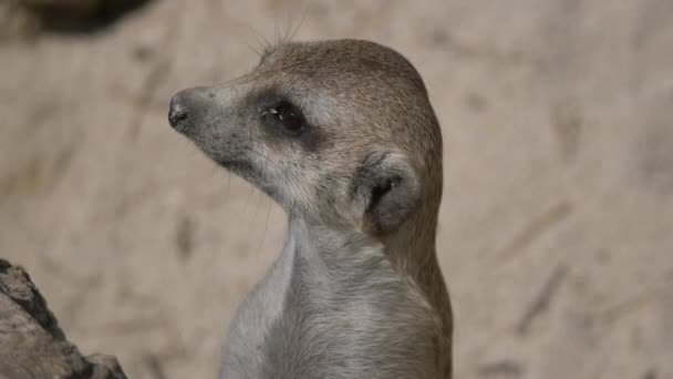 Gros Plan Suricate Mignon Dans Faune — Video