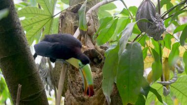 Bir kuş omurga galı tukanına (Ramphastos sülfuratus) yakın çekim)