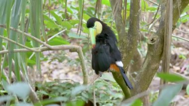 Bir kuş omurga galı tukanına (Ramphastos sülfuratus) yakın çekim)