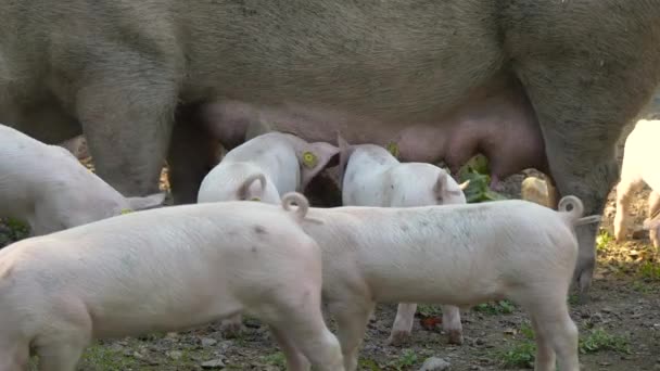 Små Smågrisar Som Suger Mjölk Från Gris — Stockvideo