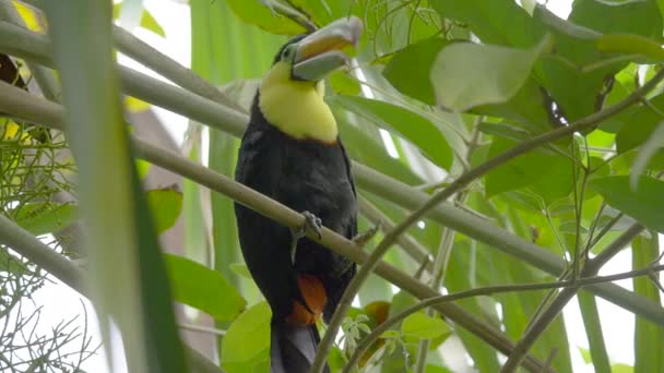 Menutup Dari Burung Keel Billed Toucan Ramphastos Sulfuratus — Stok Video