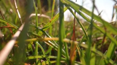 Güneşli bir günde bahçede yeşil çimenler 