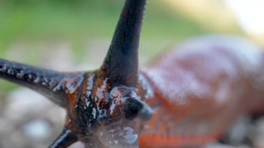 Küçük taşlardaki sümüklü böceğin yakın görüntüsü, seçici odaklanma