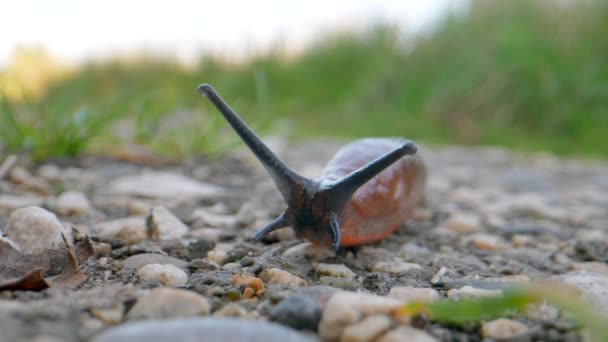 Close View Slug Small Stones Selective Focus — Stok Video