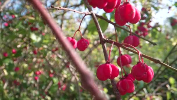 Rote Beeren Auf Einem Baum — Stockvideo