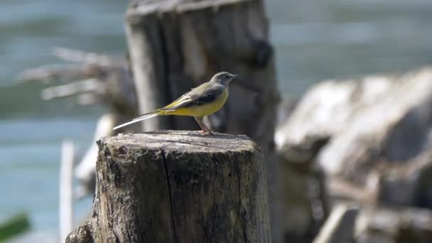 Bird Perched Log — Stock Video