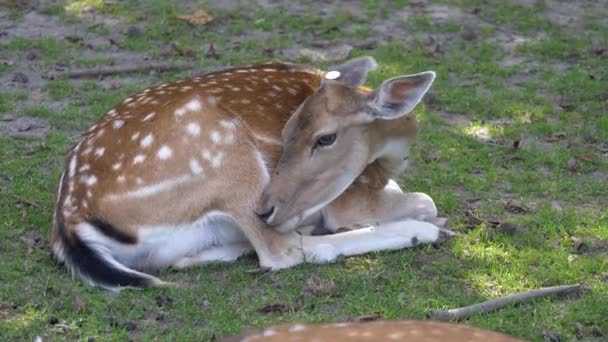 Young Deer Forest — Stock Video