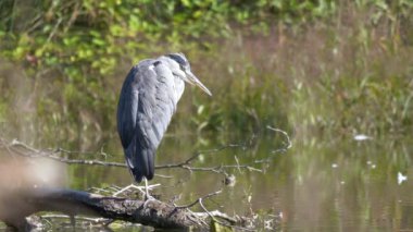 Gri balıkçıl - Ardea cinerea, göl ve nehirlerden gelen büyük gri balıkçıl