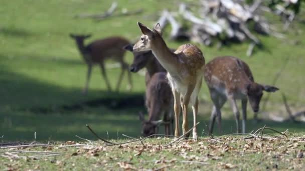 Jeunes Cerfs Dans Forêt — Video