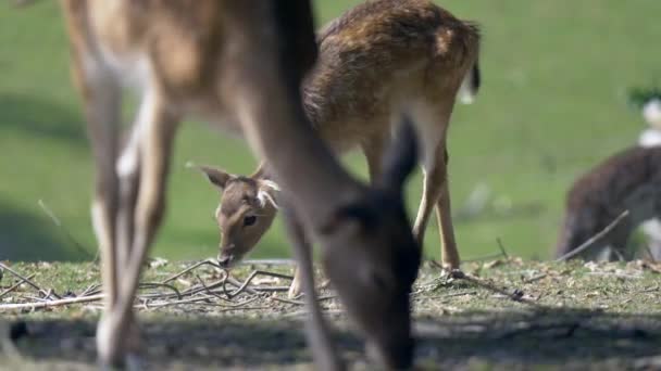 Jeunes Cerfs Dans Forêt — Video