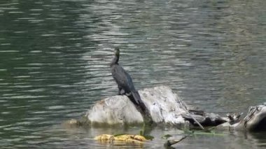 Büyük karabatak (Phalacrocorax carbo) su üzerinde kaya üzerinde kuş