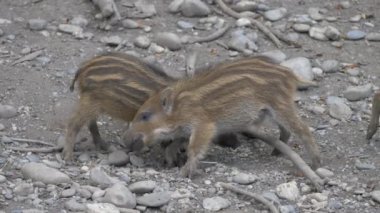 Çizgili domuz yavruları.