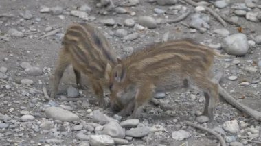 Çizgili domuz yavruları.